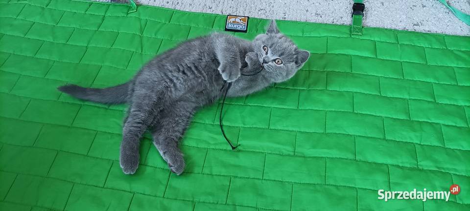 Kotek Brytyjski krótkowłosy niebieski Lukier Brwinów