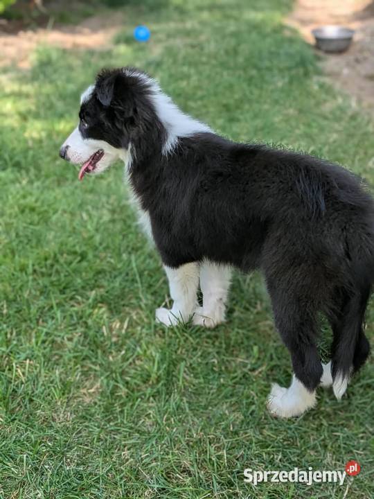 Border collie suczkaRodzice przebadani Szczaworyż sprzedam