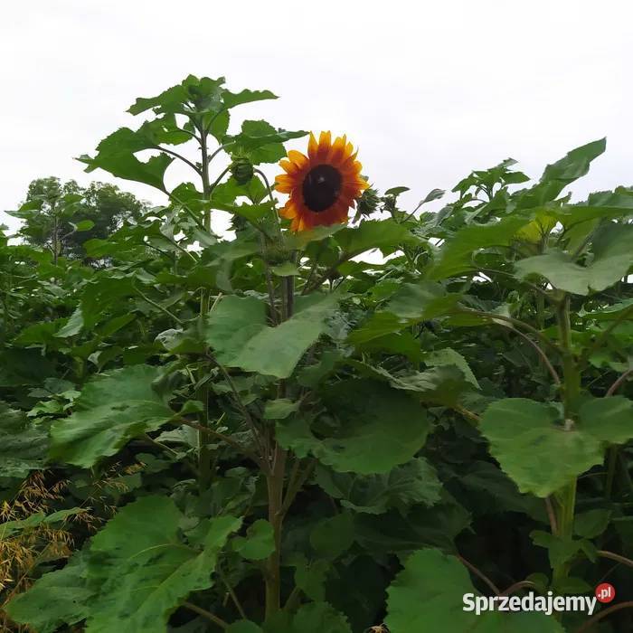 słonecznik ozdobny cięty na kwiaty łódzkie Łowicz