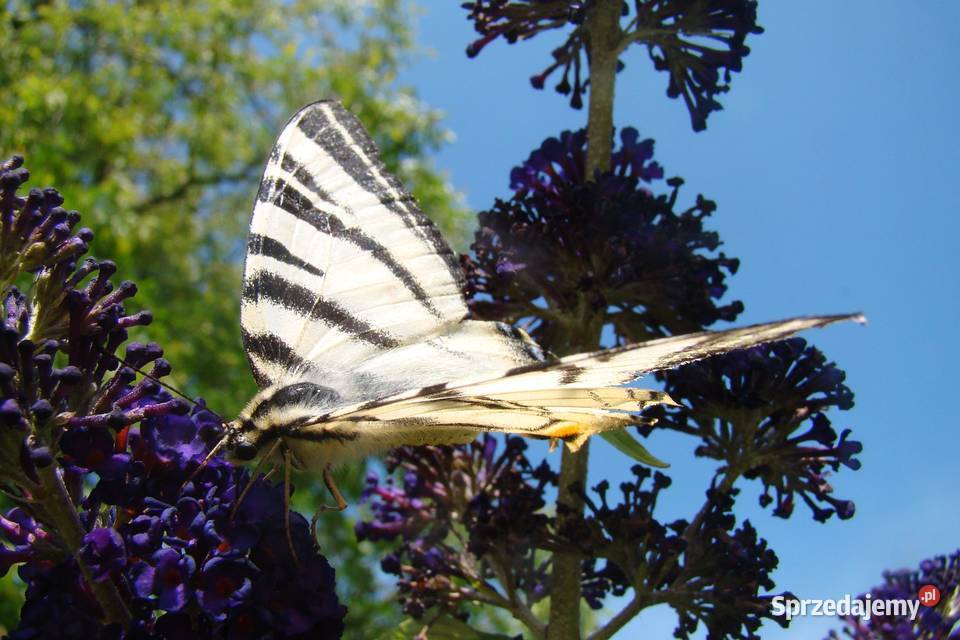 Budleja x2 kwiat motyli świetny podkarpackie Przemyśl