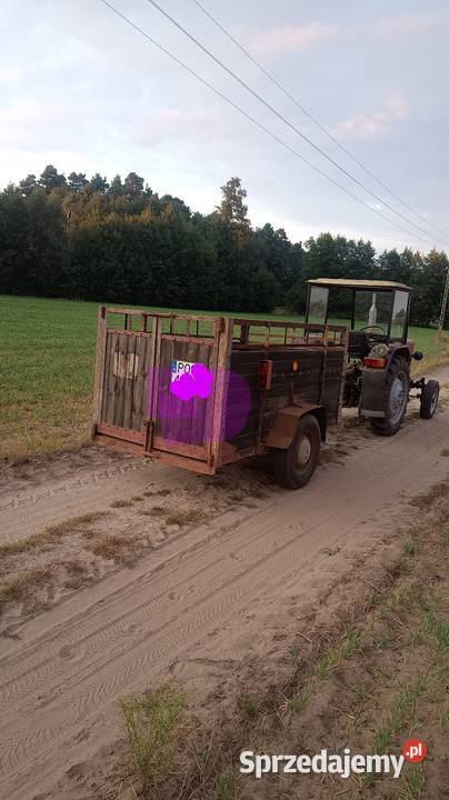 świniorka przyczepka sprzedam