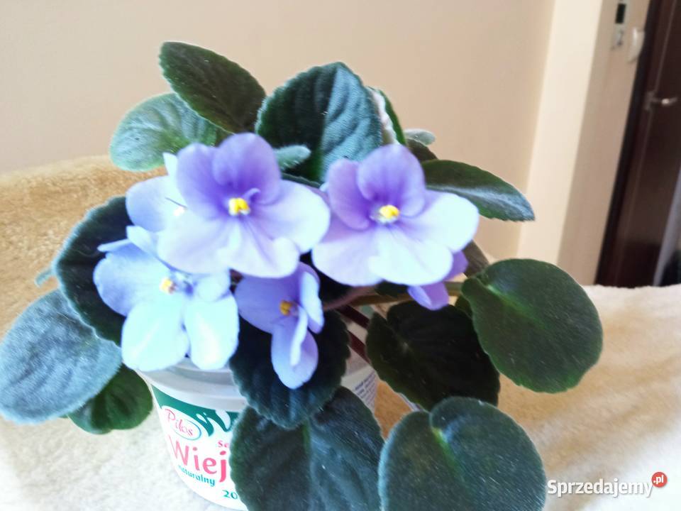 Oxalisy stale kwitnące fiołki i skrętniki Białystok