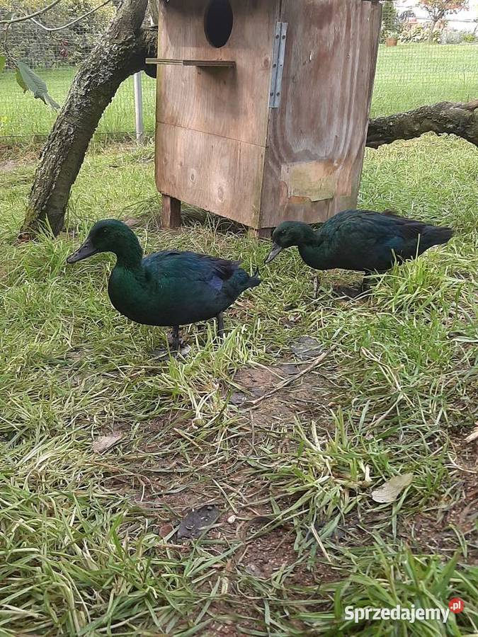 Kaczki szmaragdowe para Skała