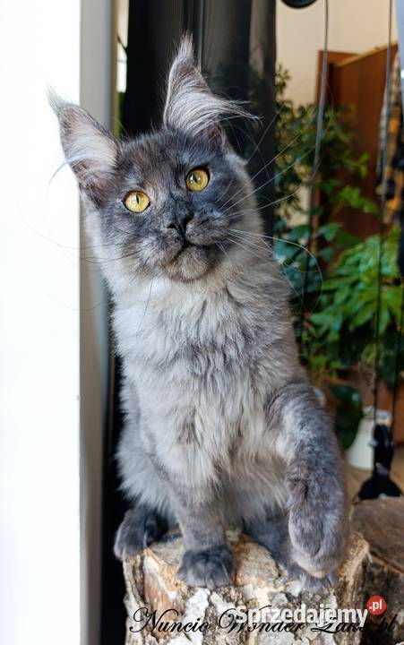Czarny dymny kocurek Maine Coon FPL Gdańsk