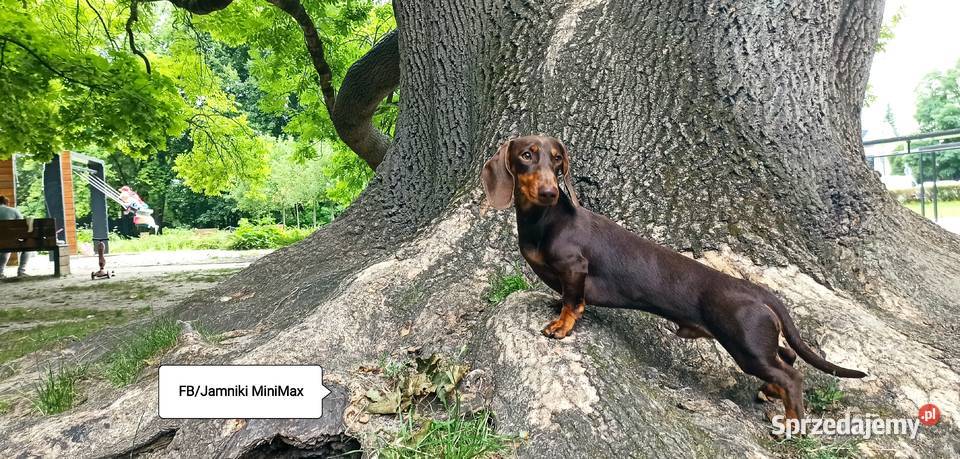 Jamniki krótkowłose króliczeminiaturowe FCI Kraków
