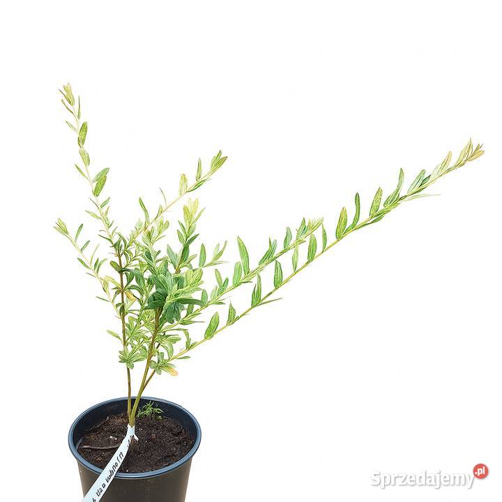 wierzby skalnicemikrobioty wisterie klonybudleje Giżycko