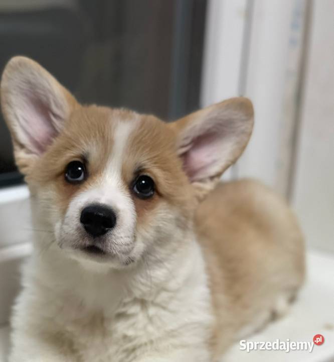 Welsh Corgi Szczeniaki