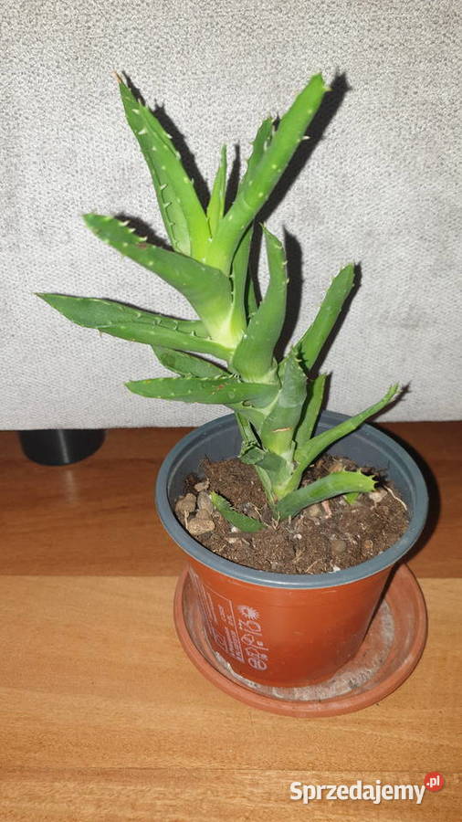 Aloes zielony wysokość 22 3 Warszawa