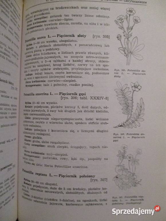 Biologia nasion i nasiennictwo Rosliny lecznicze