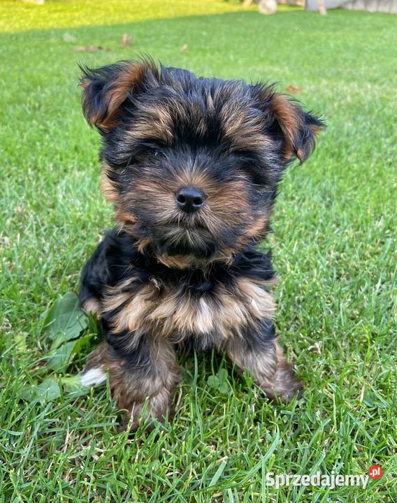 Śliczna suczka Yorkshire Terrier miniaturka Bodzentyn