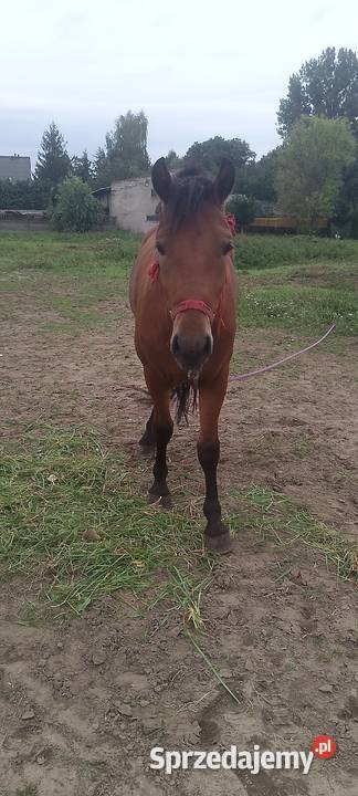 Sprzedam konia polskiego dwu letniego wałach Sieradz