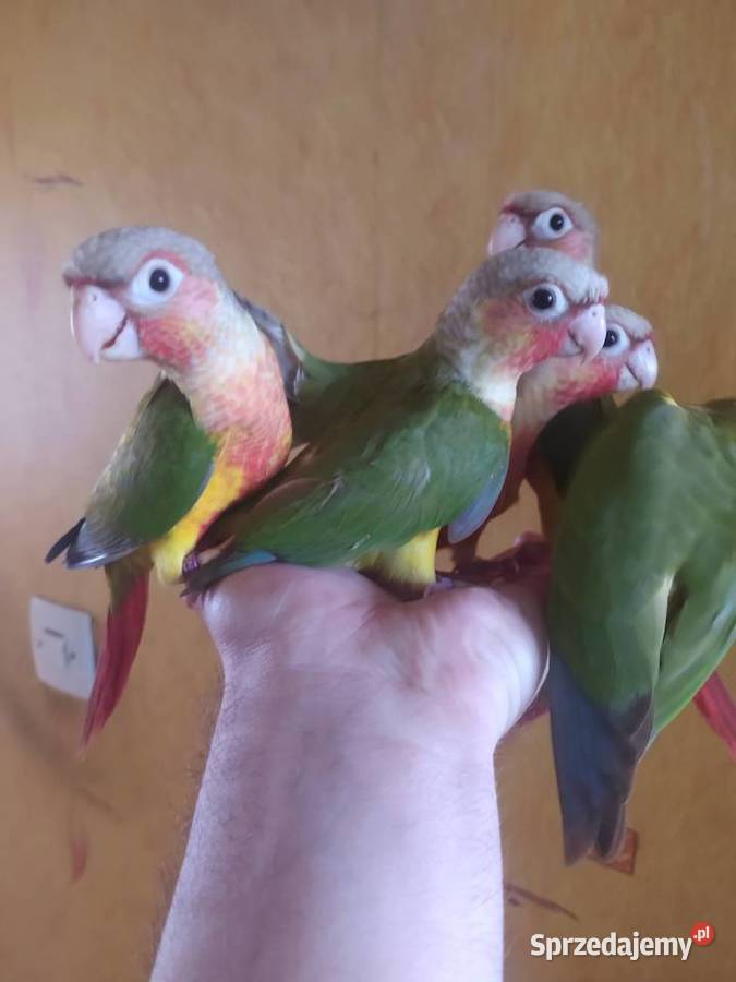 Papugi Rudosterki Ręcznie karmione Tychy sprzedam