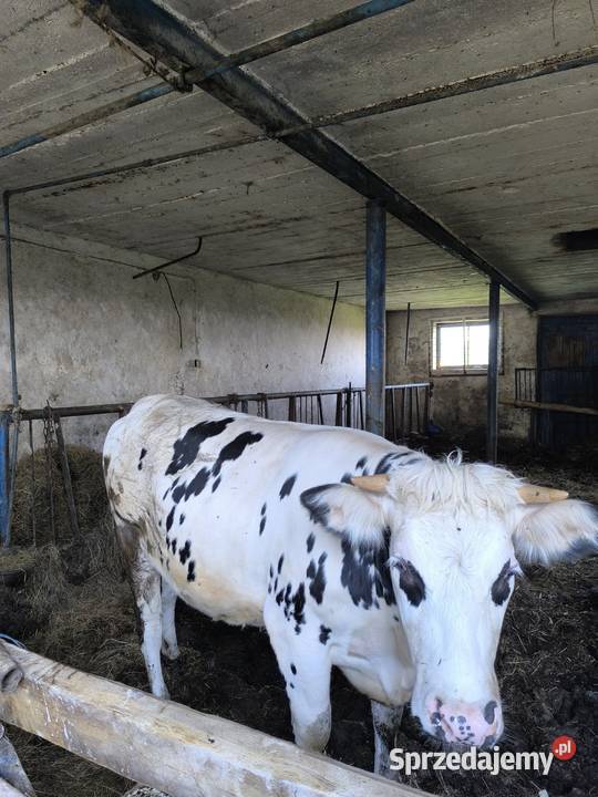 Jałówka wysokocielna HF ANGUS Unieck