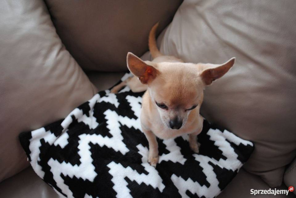 Krycie chihuahua reproduktor lubelskie Lublin