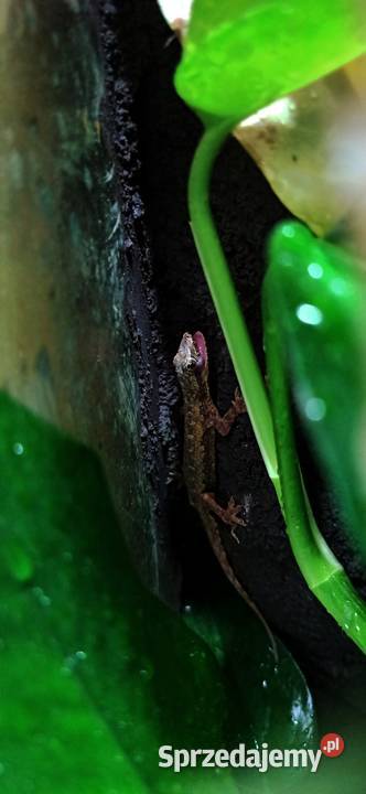 Gekony frenatusy Kraków