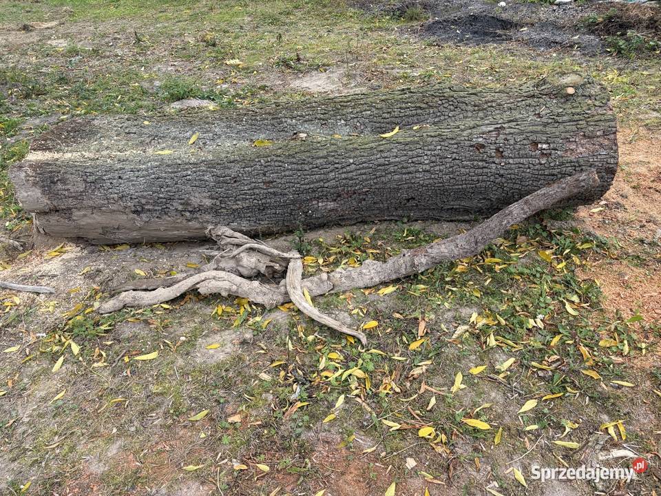 Pień dzikiej gruszy 280x60 lubelskie Milejów sprzedam