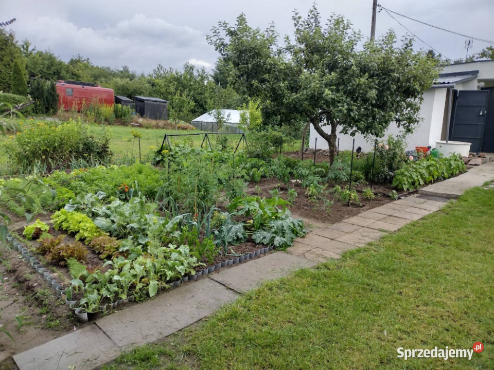 Działka ROD z domkiem 2026 Aleksandrów Kujawski asfalt