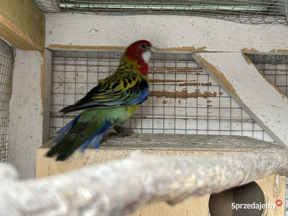 Sprzedam samiczke gotowa na lęgi Pozostałe Włoszakowice