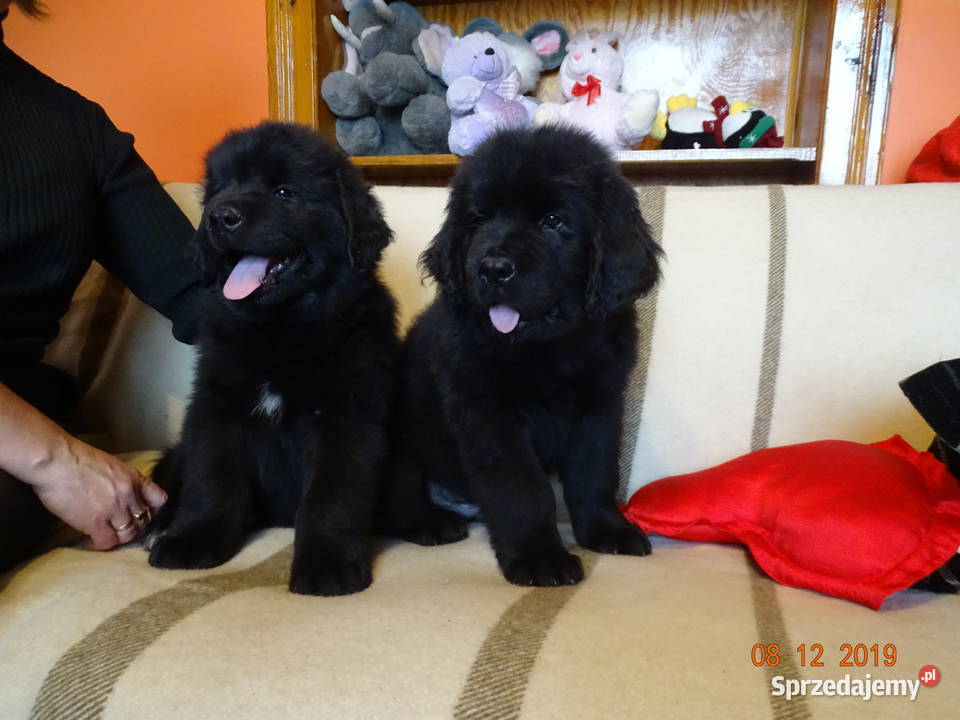 Nowofundland GOTOWE DO ODBIORU Grabowno sprzedam