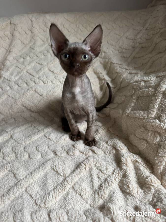Czekoladowy kocurek devon rex Devon Rex Warszawa