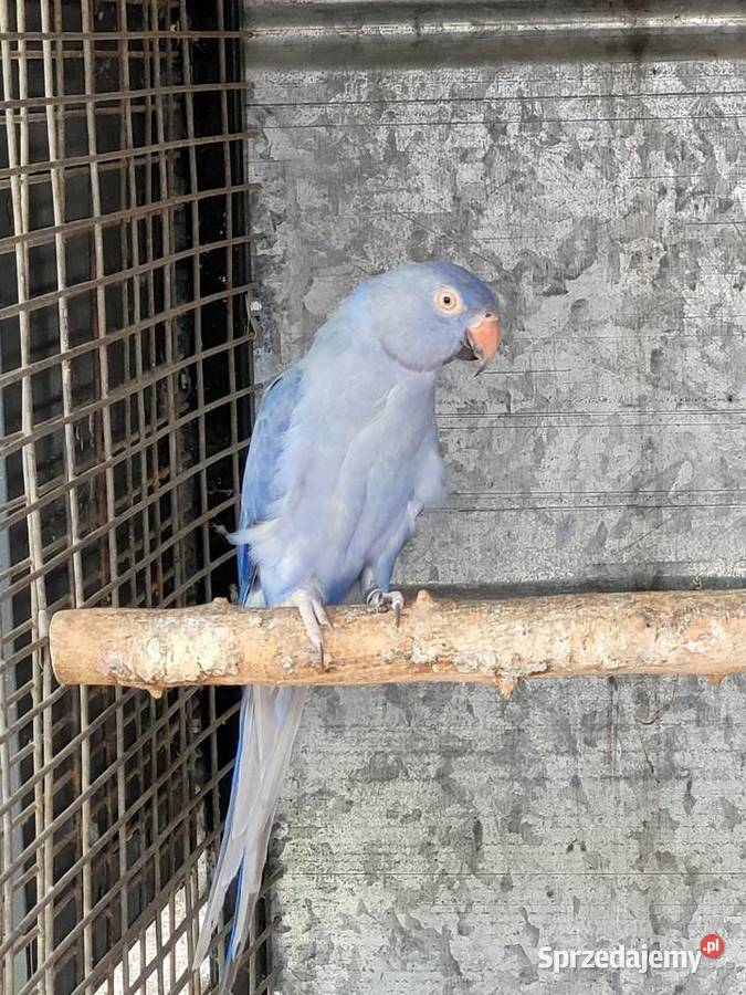 Aleksandretta obrożna fiolet para 2021r legowa sprzedam