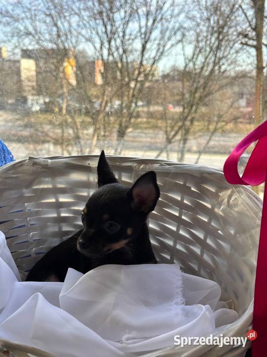 Ostatni szczeniak Toy Terrier mini piesek łódzkie Piotrków Trybunalski