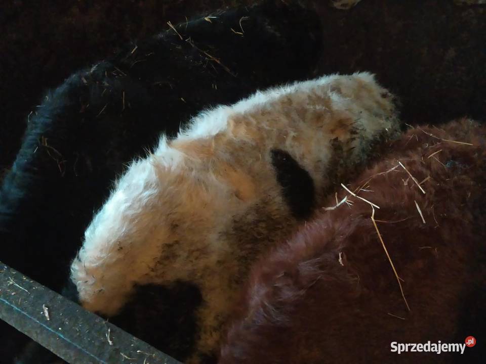 sprzedam 3 jałówki sprzedam