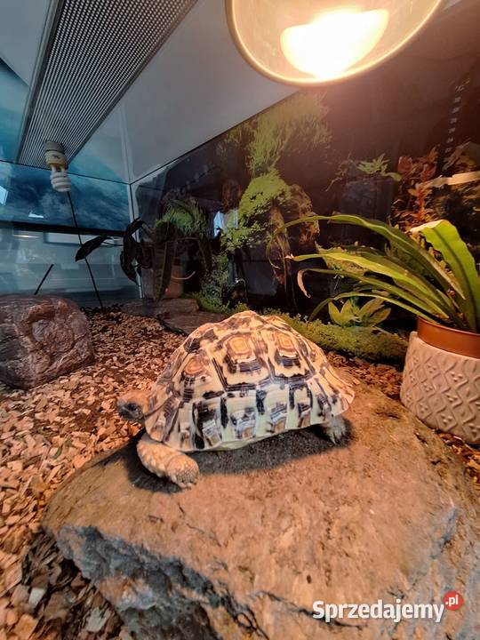 Sprzedam żółwia lamparciego terrarium Lubochnia
