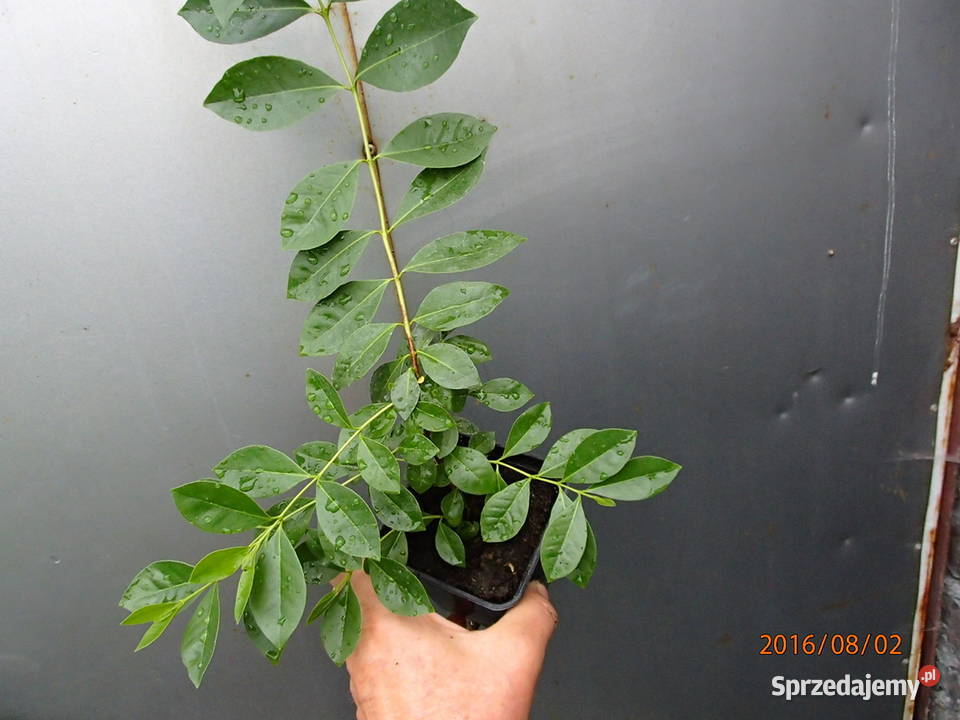 Gujawa truskawkowa Psidium cattleianum 30