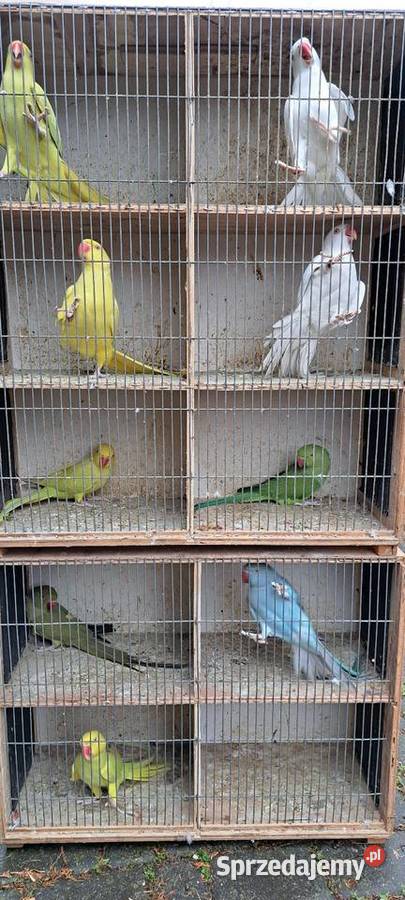Papugi aleksandretty obrożne wielkopolskie Konin