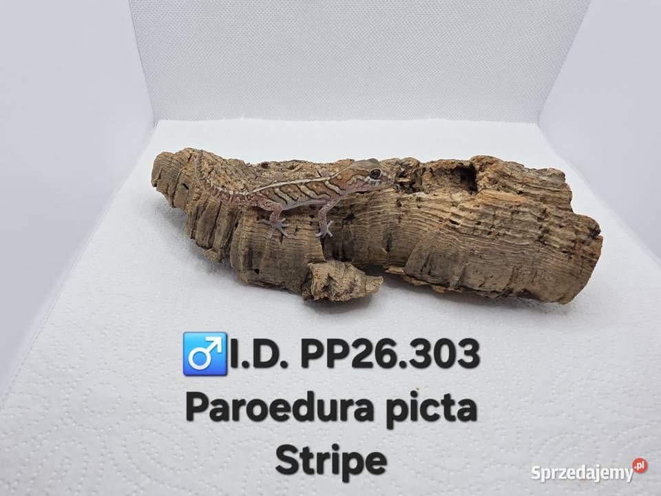 Paroedura Picta gekon madagaskarski