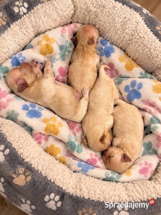 Maltipoo szczeniaki małopolskie Polanka Wielka