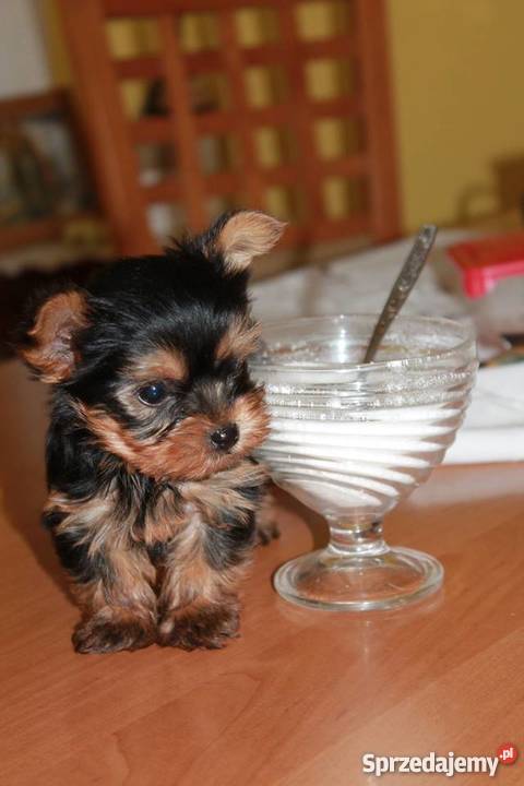 York piesek i suczka mimi mini Bolesławiec