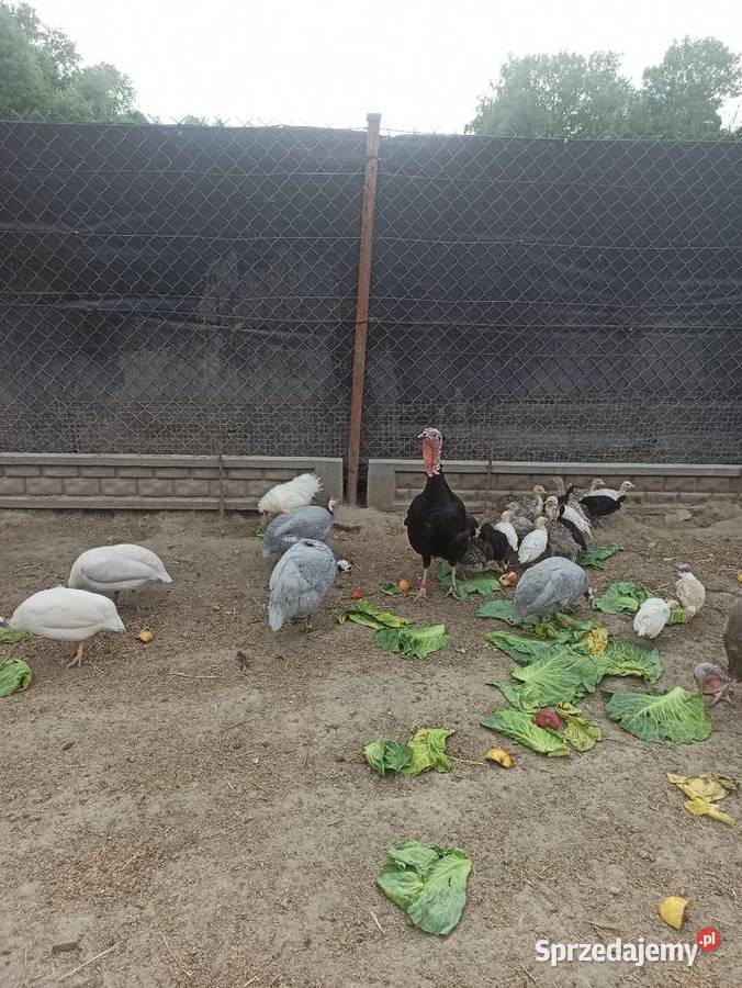 Jaja lęgowe perliczek pantarek perlic Krupe sprzedam