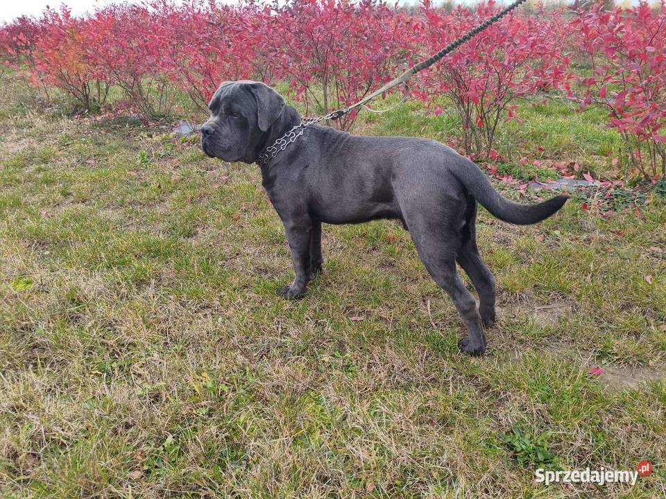 Cane corso 9 miesiecy Psy Starachowice