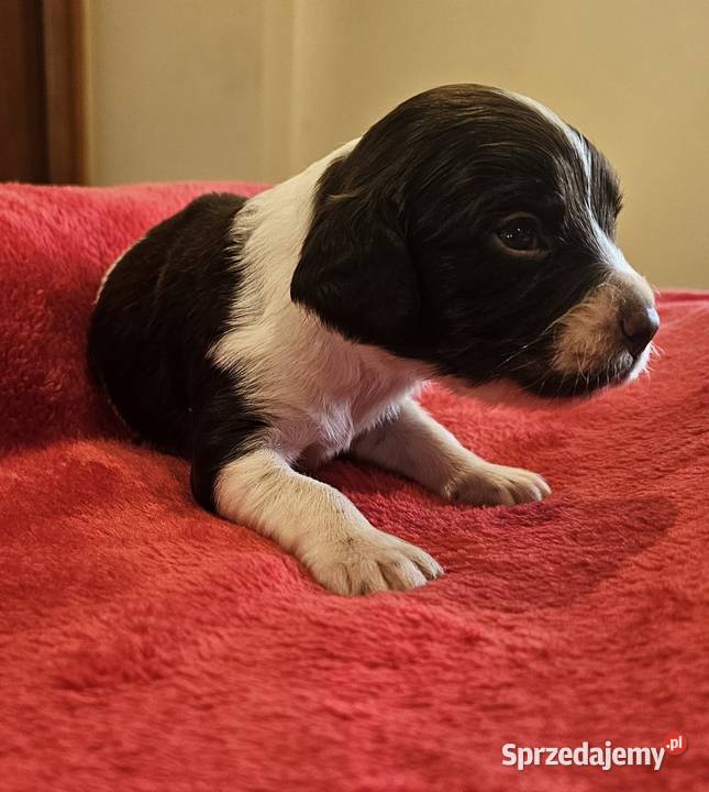 Płochacz niemiecki WACHTELHUND Piesek Tułowice