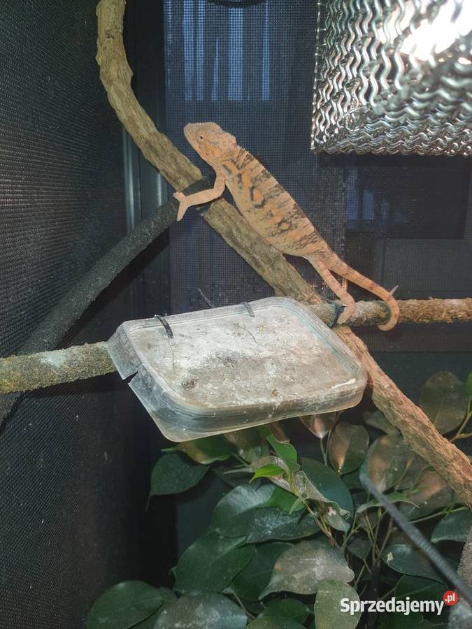 sprzedam kameleona lamparci samiczka Lubień Kujawski