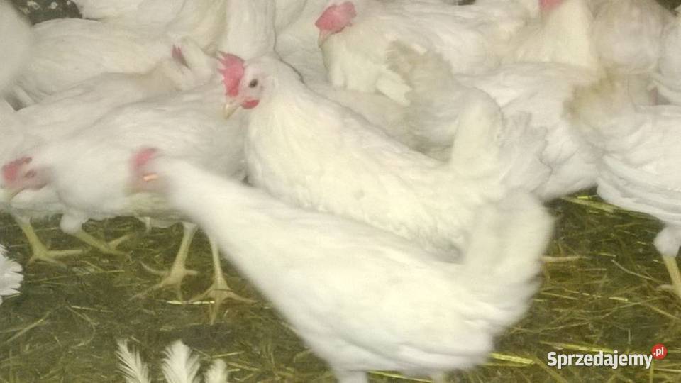 Ferma sprzeda kury l4 Drób i ptactwo lubuskie Kolsko