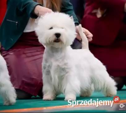 West Highland White Terrier ZKwP FCI Częstochowa