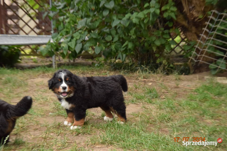 berneński pies pasterski zkwp Berneński Pies Pasterski