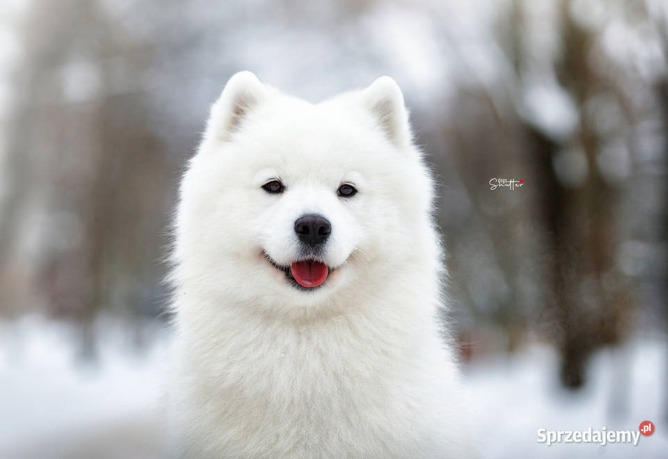 Szczeniaczki rodowodowe SAMOYED FCI ZKwP Garwolin