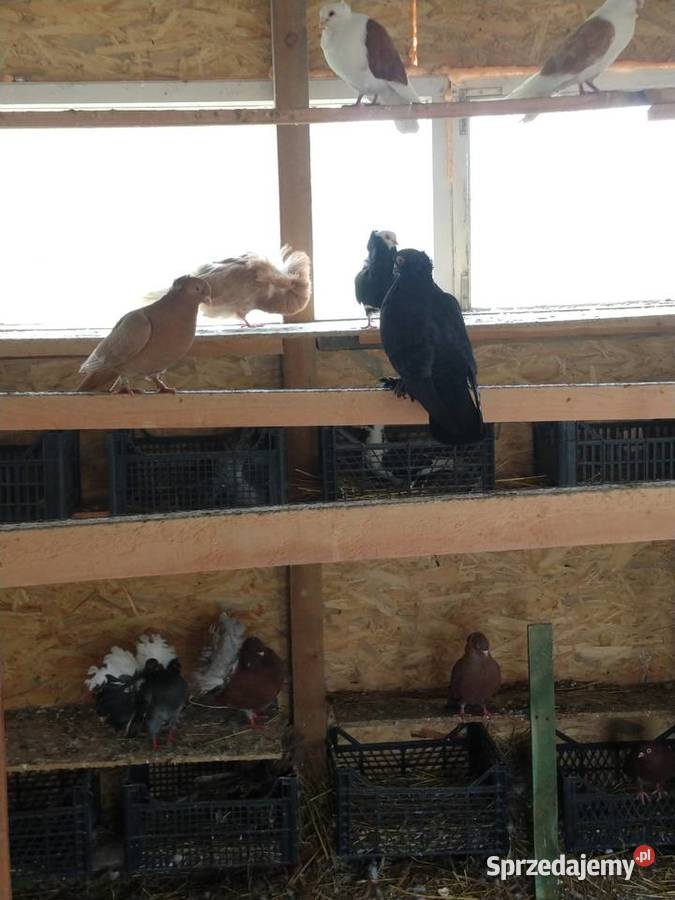 Fajfry gołębie Ptaki lubelskie