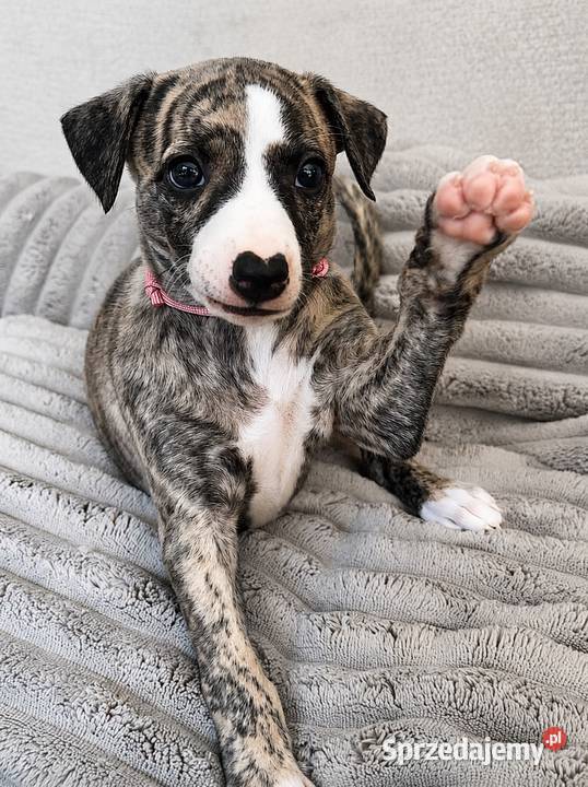 Whippet ZKwP FCI szczenięta z domowej hodowli Tczew