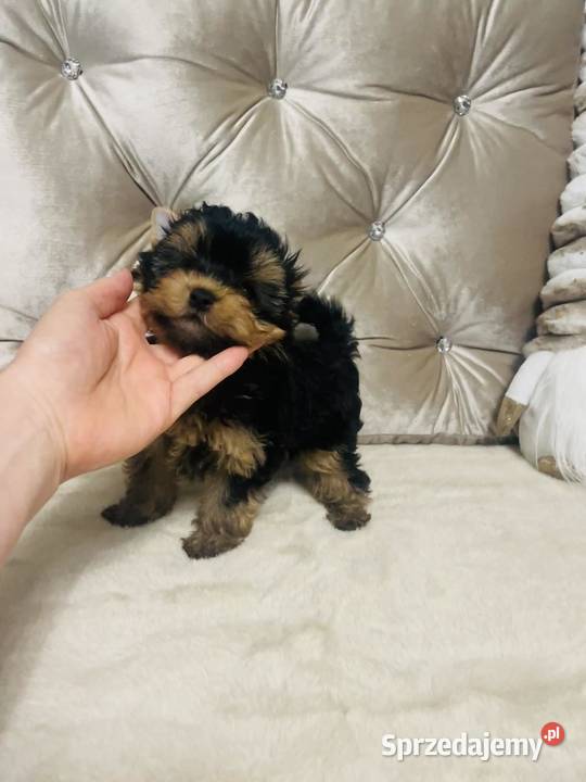 York Romek z Bajki Cudny czarnozłoty Wrocław