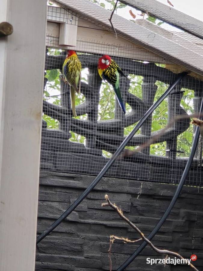 Likwidacja hodowli aleksandretty, rozzele