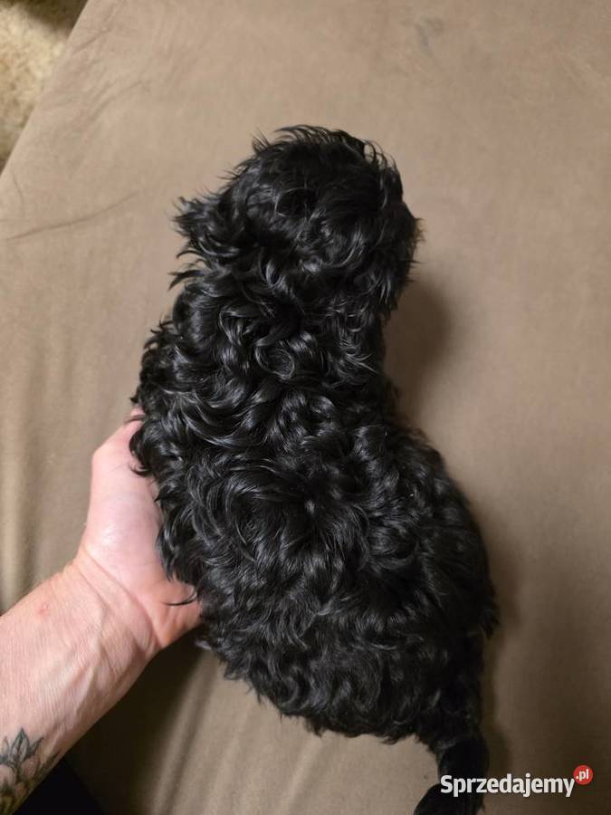 Shih tzu z pudlem toy shihpoo mini chłopczyk wielkopolskie sprzedam
