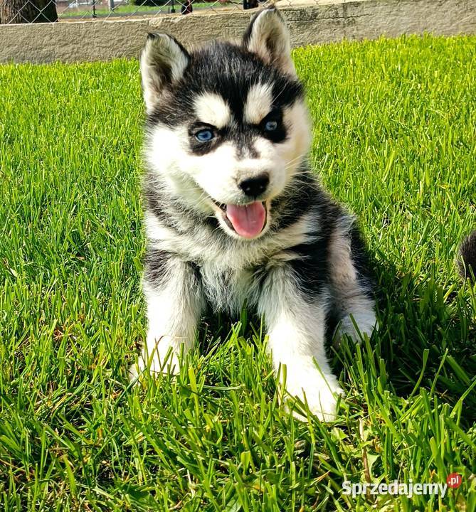 Szczeniaczki Siberian husky z elitarnym łódzkie Krośniewice