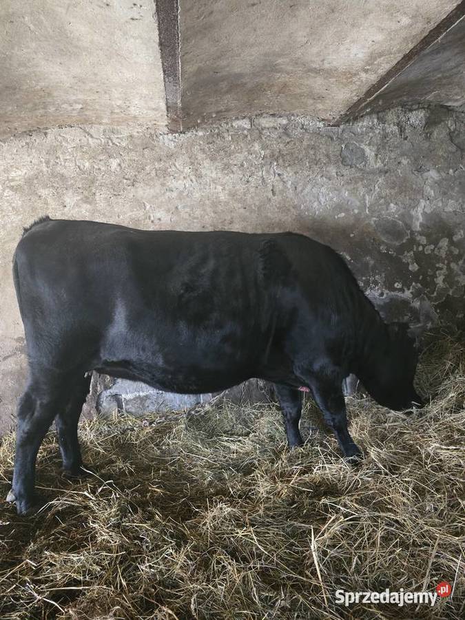 Krowa jałówka cielna Sąspów