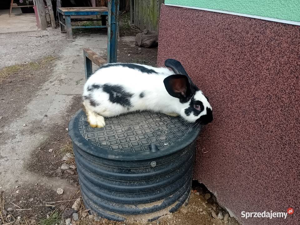 Sprzedam króliki dolnośląskie Grudno sprzedam