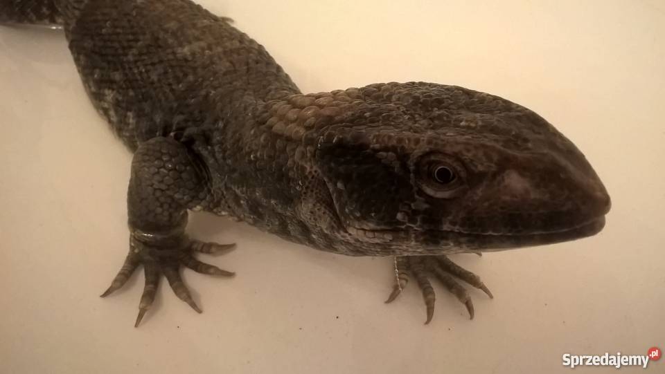 sprzedam warana stepowego łódzkie Łódź sprzedam